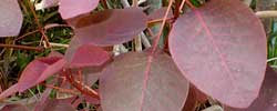 Cuidados del arbusto Euphorbia cotinifolia o Lechero rojo.
