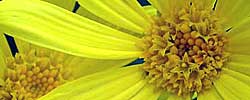 Cuidados de la planta Euryops pectinatus o Margarita amarilla.