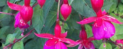 Care of the plant Fuchsia magellanica or Hardy fuchsia.
