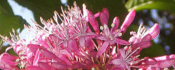 Care of the shrub Fuchsia arborescens or Tree fuchsia.