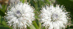 Care of the shrub Globularia salicina or Canary Globe flower.
