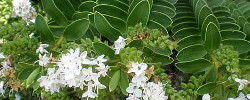 Care of the shrub Hebe albicans or White hebe.