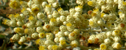 Cuidados del arbusto Helichrysum crispum o Siempreviva lanuda.