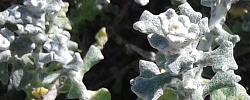 Care of the shrub Helichrysum patulum or Honey everlasting.