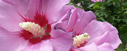 Care of the plant Hibiscus syriacus or Rose of Sharon.