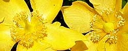 Care of the plant Hypericum calycinum or Rose-of-Sharon.