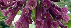 Cuidados de la planta Iochroma cyaneum, Iocroma o Churur violeta.