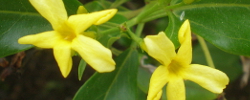 Care of the plant Jasminum odoratissimum or Yellow Jasmine.