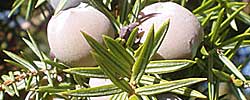 Care of the shrub Juniperus oxycedrus or Prickly juniper.