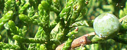 Cuidados de la planta Juniperus x pfitzeriana o Enebro de Pfitzer.