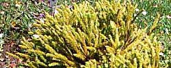 Cuidados de la planta Juniperus squamata o Enebro escamoso.