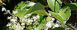 Cuidados del arbusto Ligustrum japonicum o Aligustre de Japón.