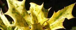 Cuidados de la planta Osmanthus heterophyllus, Osmantus o Lila fragante.