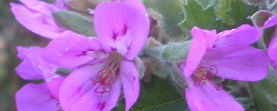 Cuidados del arbusto Pelargonium quercifolium o Geranio hoja de roble.