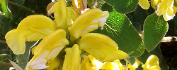 Care of the shrub Phlomis chrysophylla or Golden-leaved Jerusalem sage.