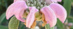 Care of the shrub Phlomis purpurea or Purple Jerusalem Sage.