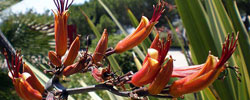 Cuidados del arbusto Phormium tenax, Formio o Lino de Nueva Zelanda.
