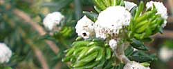 Cuidados de la planta Phylica ericoides, Filica o Botonera.