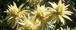 Cuidados del arbusto Phylica plumosa, Mirto de El Cabo o Filica plumosa.