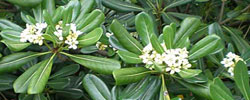 Care of the shrub Pittosporum tobira or Japanese cheesewood.