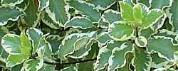 Cuidados de la planta Pittosporum tenuifolium o Pitosporo variegado.