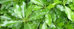 Care of the shrub Pittosporum truncatum or Truncated pittosporum.