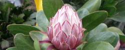 Care of the plant Protea obtusifolia or Limestone sugarbush.