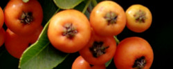 Cuidados de la planta Pyracantha angustifolia o Espino de fuego naranja.