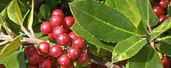 Cuidados de la planta Rhamnus alaternus, Aladierno o Espino cerval.