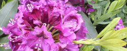 Cuidados del arbusto Rhododendron ponticum, Rododendro u Ojaranzo.