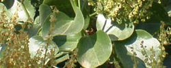 Care of the shrub Rumex lunaria or Acetosa lunaria.