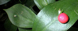 Cuidados de la planta Ruscus hypoglossum o Laurelillo.