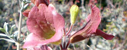 Care of the shrub Salvia lanceolata or Rusty sage.