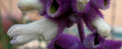 Care of the shrub Salvia leucantha or Mexican Bush Sage.
