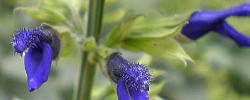 Cuidados de la planta Salvia mexicana o Tlacote.