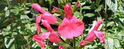 Cuidados de la planta Salvia microphylla o Salvia rosa.