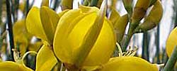 Cuidados de la planta Spartium junceum, Retama de olor o Ginesta.