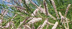 Care of the plant Tamarix gallica or French tamarisk.