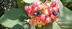 Cuidados de la planta Viburnum lantana, Viburno o Morrionera.