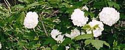 Care of the shrub Viburnum opulus or Guelder rose.