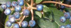 Cuidados del arbusto Viburnum tinus, Durillo o Laurel salvaje.