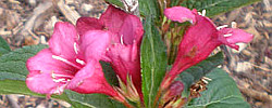 Cuidados de la planta Weigela florida, Veigelia o Veigela.