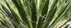 Cuidados de la planta Yucca filifera o Izote.