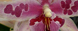 Care of the orchid Miltonia or Pansy Orchid.