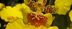 Care of the plant Oncidium or Dancing-lady orchid.
