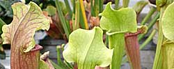 Care of the carnivorous plant Sarracenia or Trumpet pitchers.