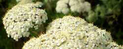 Care of the plant Achillea abrotanoides or Yarrow.