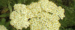  Care of the plant Achillea virescens or Yarrow.