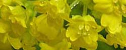 Cuidados de la planta Aurinia saxatilis o Canastillo de oro.