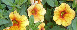 Care of the plant Calibrachoa x hybrida or Trailing petunia.